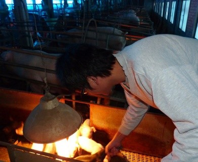 養豬戶要加強豬隻保暖，提升豬隻抵抗力。本報資料照片