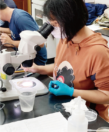 參加學生在解剖顯微鏡下取樣，計算飛鼠腸道中數以萬計的蟯蟲