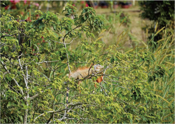 繁殖交配期間，在樹梢上進行展示的鮮豔公蜥