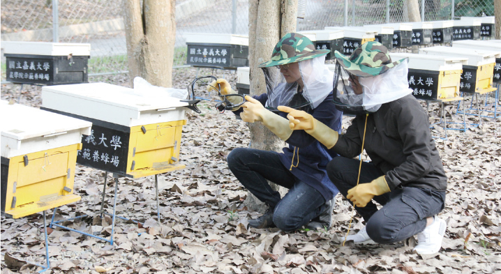 學生於蘭潭校區養蜂場運用智慧科技輔助養蜂技術