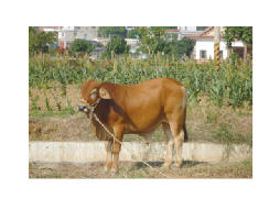 金門的黃牛，背景是高粱作物