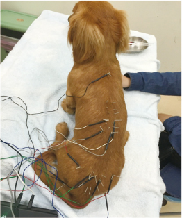 圖二：罹患椎間盤疾病導致後肢癱瘓的臘腸狗，以乾針、電針與水針治療後恢復行走功能