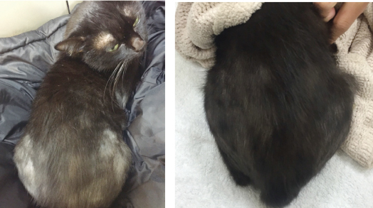 圖三、四：突然出現過度理毛導致毛髮大量脫落禿毛的貓咪，以雷射針灸治療逐漸獲得改善