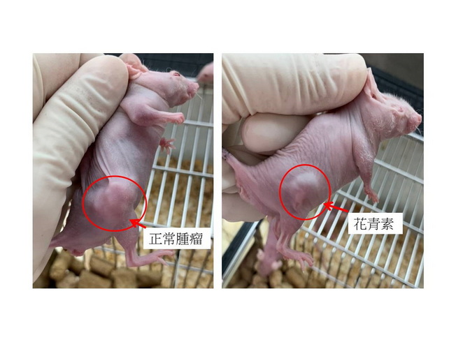 經實驗施打花青素(Cyanidin 3-O-glucoside)於裸鼠身上後，腫瘤有顯著縮小。(照片由研究者提供)