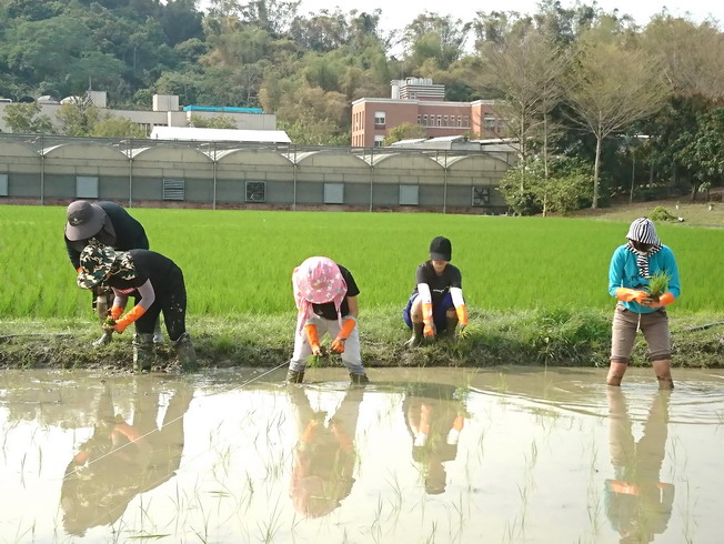 學生於嘉大實習田區插植新品種水稻，點擊左鍵可預覽大圖(另開新視窗)