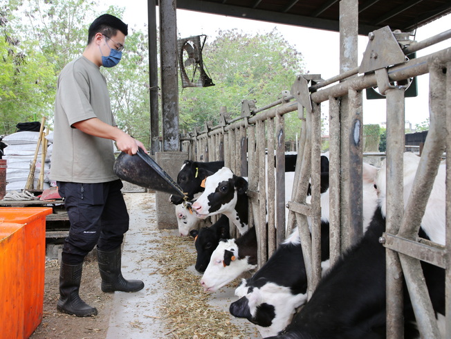 嘉大動科系注重實務技術，大三開設反芻動物學實習，每2名學生負責飼養1頭乳牛，由孫華宏研究生協助大學部學生實習。
