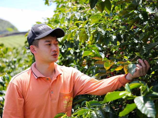 嘉大園藝學系畢業校友蘇彥璋畢業後發揮所學經營咖啡莊園。