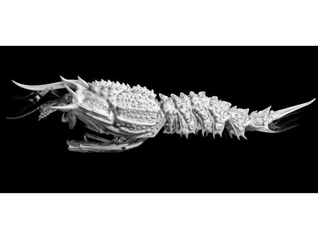 嘉大張素菁助理教授利用micro CT技術呈現深海鐮蝦新物種外觀。（照片由張素菁老師提供）