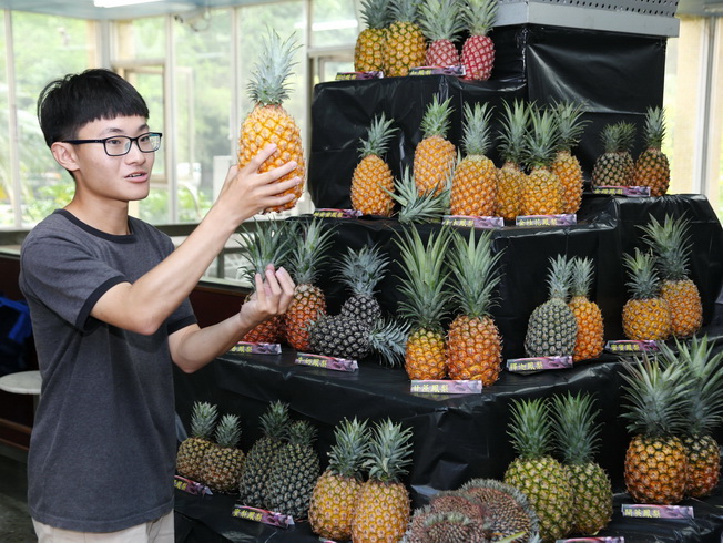 Students of NCYU Department of Horticultural Science introduced a variety of pineapple to the visiting public.
