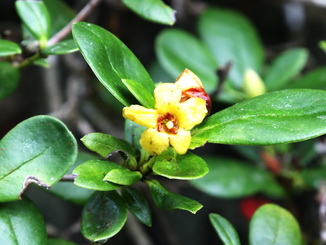 黃花著生杜鵑(Rhododendron kawakamii Hayata)正開放的黃色花朵，點擊左鍵可預覽大圖(另開新視窗)