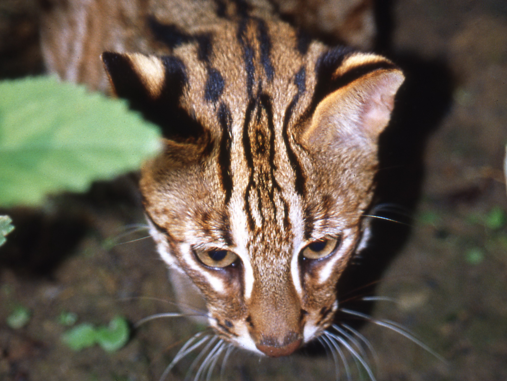 A front photo of leopard cats 