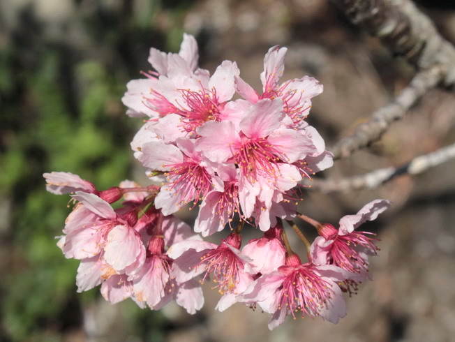 Tsubakikan cherry blossoms have often been mistaken for Fuji cherry blossoms with their pink petals, bell-shaped, cup-like calyx, as well as hairy calyx and stalk. 