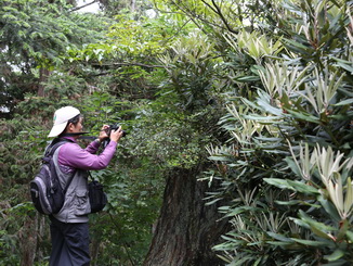 Visitors stopped to take photos of the blooming Rhododendron kawakamii Hayata.