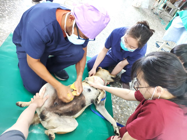 嘉大獸醫師為遊蕩動物進行絕育手術前的剃毛及消毒作業。（照片由主辦單位提供)，點擊左鍵可預覽大圖(另開新視窗)