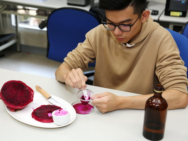 The process of extracting dyes from dragon fruit. 