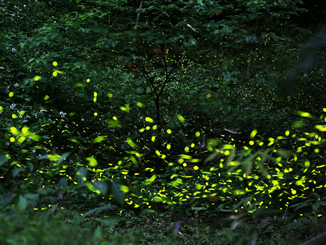 There are abundant black-winged fireflies at Shekou Forest Farm, National Chiayi University.