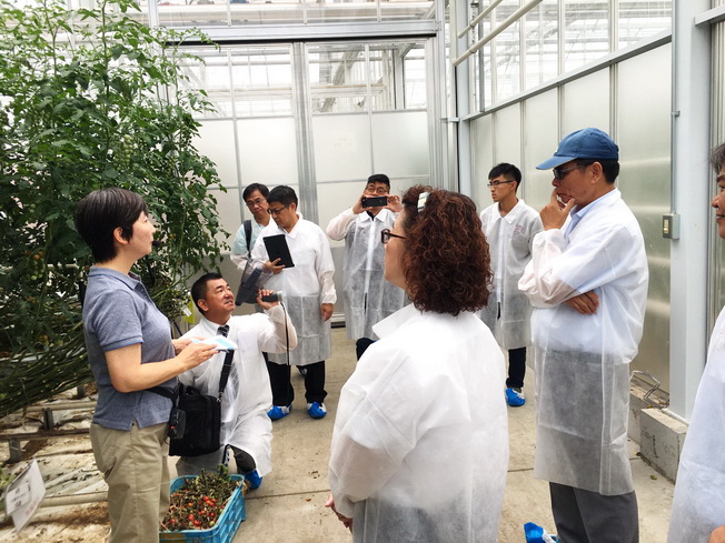 The Japanese staff explained the technology of greenhouse production of small tomatoes to the delegation.