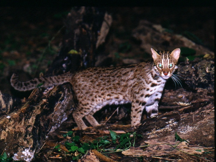 A full-body photo of leopard cats 