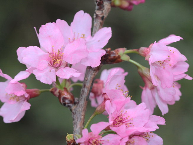橫濱緋櫻，花粉紅至淡紫紅，萼筒鐘狀，無毛