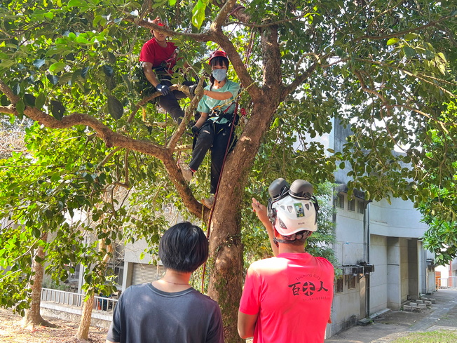 攀樹修剪課程採2對1的教學方式進行，劉昀陞攀樹師於樹上協助學生樹木修剪、保障學生安全，張智皓攀樹師於樹下講解操作內容。(照片由主辦單位提供)