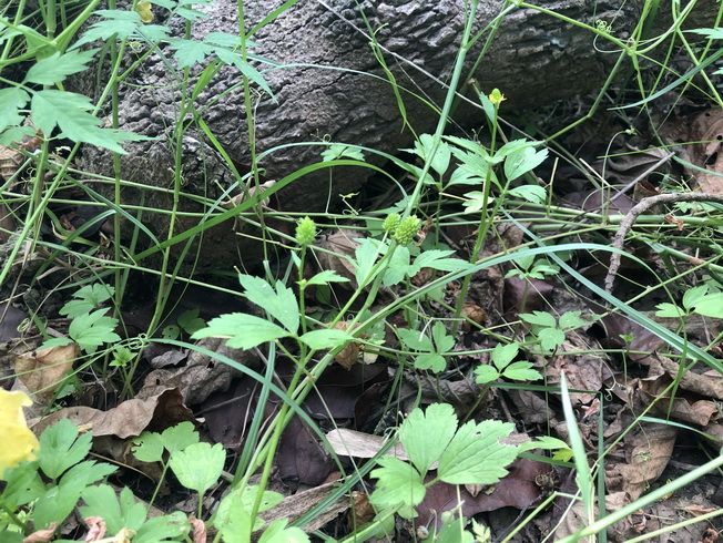 紅皮書易危物種－茴茴蒜(Ranunculus chinensis)於2019年城市自然大挑戰中有被觀察到的紀錄(紀錄者：林政道)