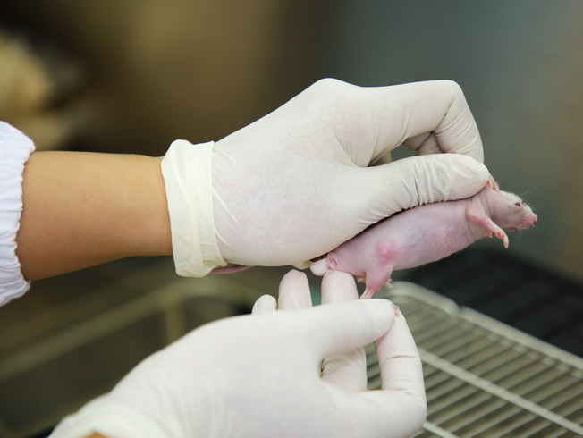 植入癌細胞的裸鼠飼養於無菌的環境下，約經過10天會長出腫瘤。