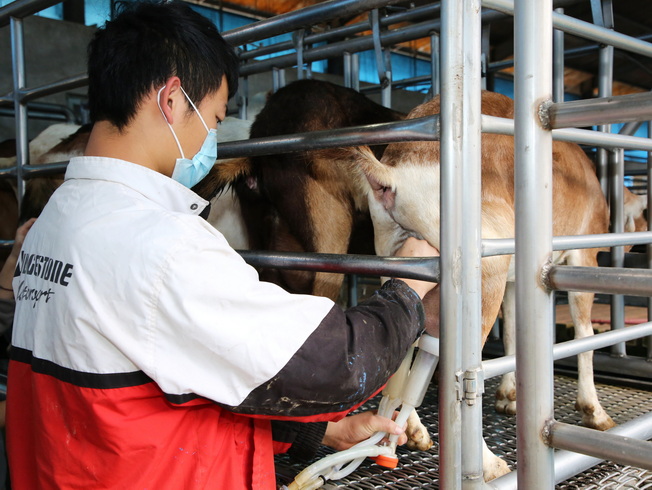 嘉大動物試驗場也提供學生進行乳製品實習，生產羊奶及牛奶，廣受各界好評。
