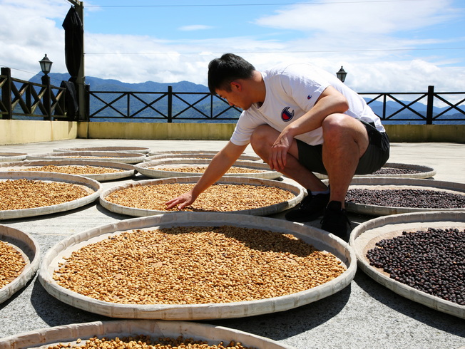 嘉大蘇彥璋校友用心經營咖啡莊園，嚴選每粒咖啡生豆。