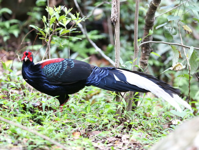 雄鳥藍腹鷴，體色深藍色，羽冠及尾部羽毛為白色，臉頰及額上的肉冠為紅色