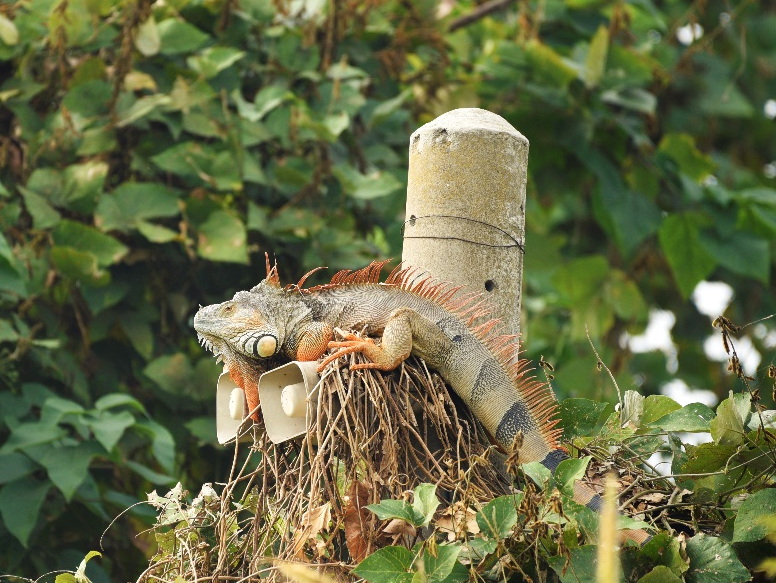 綠鬣蜥族群在自然環境中繁衍不易控制。(照片由主辦單位提供)