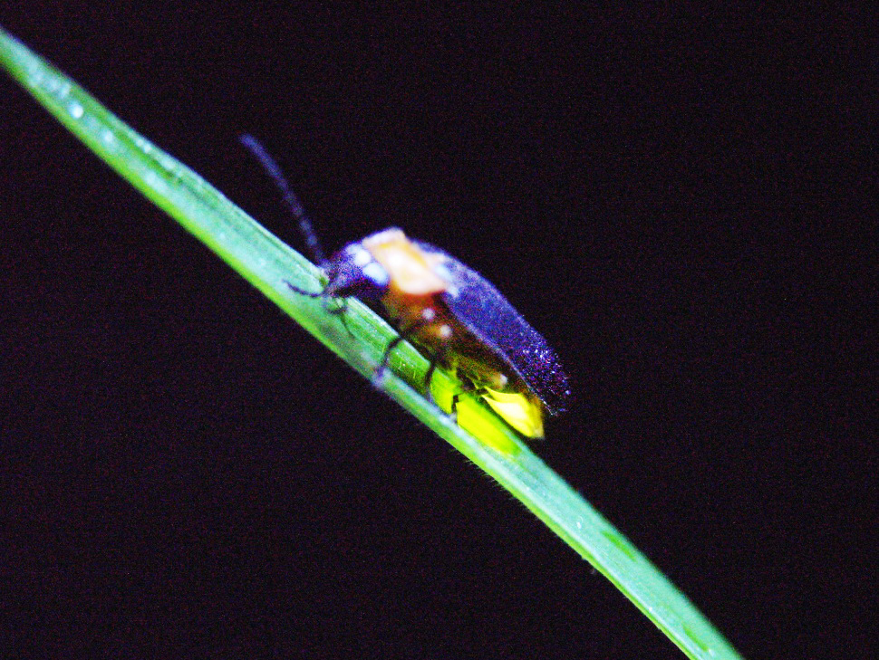 Black-winged fireflies at Shekou Forest Farm 