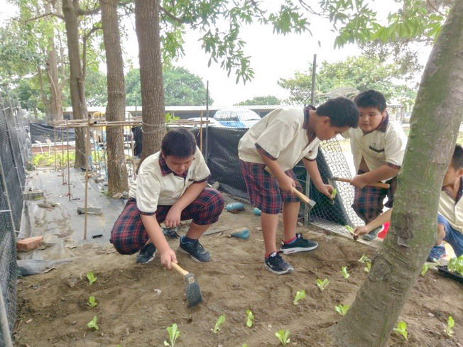 Vegetable growing practice as part of the food and farming education 