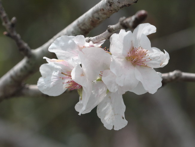 Usuzumi cherry blossoms are one of the white species. 