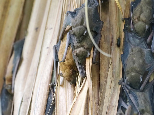 高頭蝠母蝠及幼蝠喜歡以棕櫚科植物的枯葉為棲所(照片由鄭宏毅先生攝)