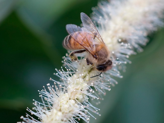 蜜蜂收集黃金板栗雄花上的花蜜