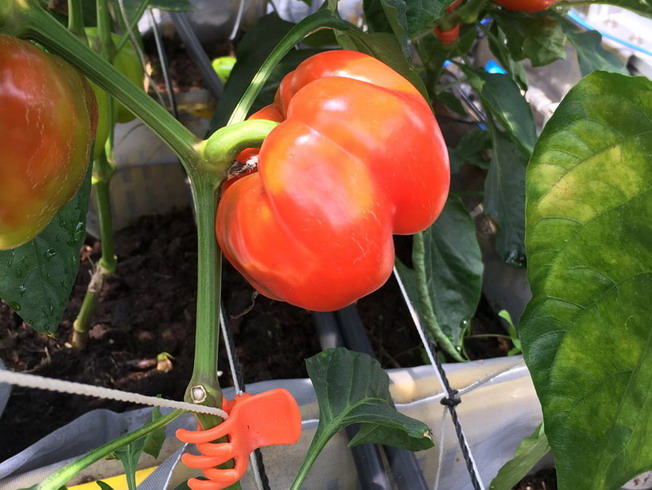 彩色甜椒具高經濟價值，但在生長過程會受到超過20種以上病蟲害的危害