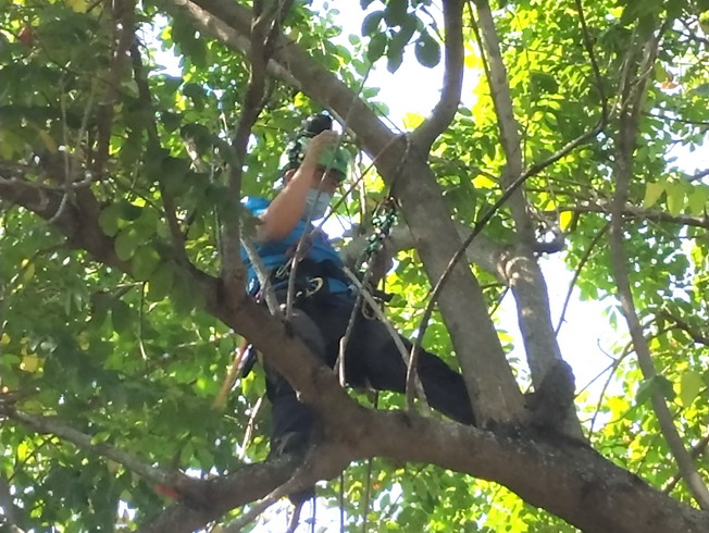 劉昀陞攀樹師示範樹木修剪。