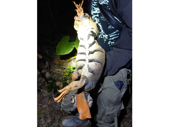 嘉大生物資源學系夜間補抓野生綠鬣蜥。(照片由主辦單位提供)