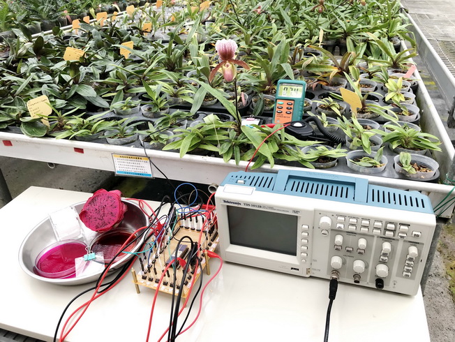An experiment on measuring sunlight intensity in an orchid greenhouse with a dragon-fruit dye-sensitized solar cell.
