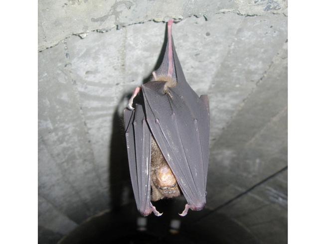 休眠中的台灣葉鼻蝠屬於食蟲性蝙蝠之一。（照片由劉建男老師提供)