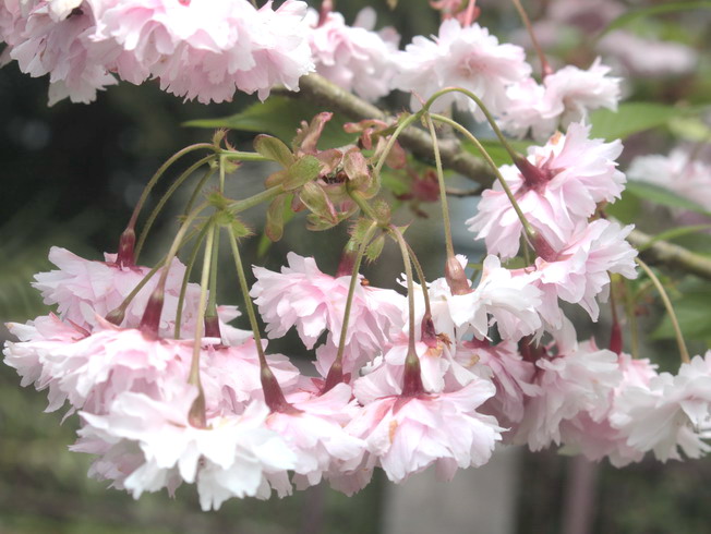 湯村櫻又名正福寺櫻，是阿里山國家森林遊樂區內新增的櫻花品種，由日本兵庫縣新溫泉町湯村的正福寺培育出的重瓣品種