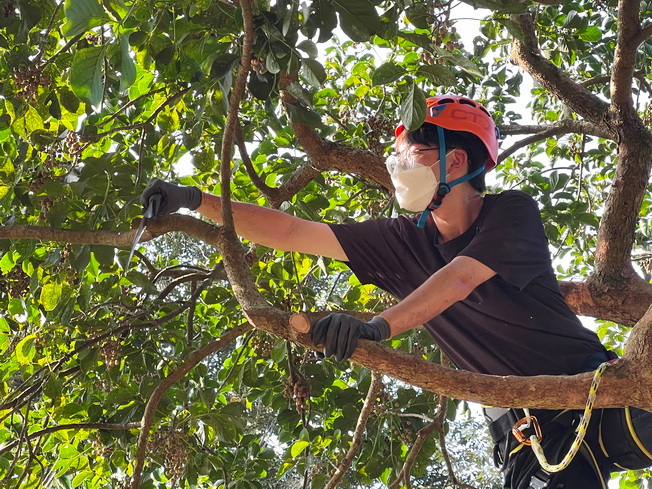 獲攀樹乙級教練證學生於樹上進行修剪操作。(照片由主辦單位提供)