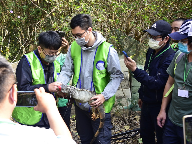 工作人員現場示範捕捉後之綠鬣蜥保護固定作業。（照片由主辦單位提供）