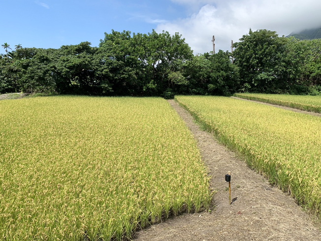 種植於都歷部落友善田間的嘉大臺南2號水稻。（照片由黃文理教授提供）