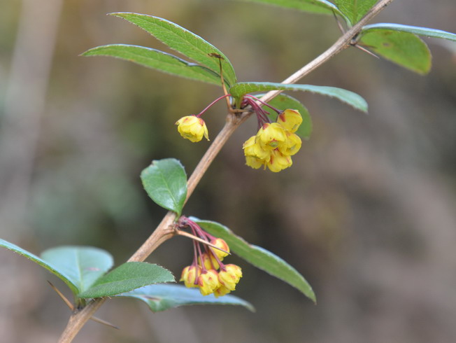 Several new distribution records of Berberis plants were discovered by the research team. The plant in the photo is “Berberis longifolia.” 