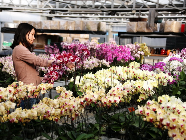 The Horticultural Technology Center, National Chiayi University, serves as a cradle for future orchid professionals.