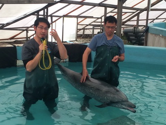 楊瑋誠(左)擔任鯨豚救援志工訓練講師(楊瑋誠提供)