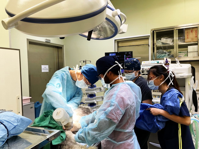 The NCYU Veterinary Teaching Hospital boasts a professional veterinarian team providing high-quality services to people in the Yunlin-Chiayi-Tainan region, and an outstanding platform for students’ clinical learning. 