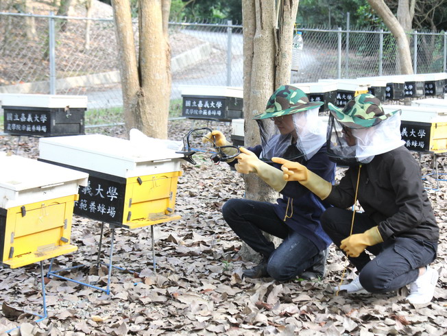 農學院團隊合作以智慧科技輔助養蜂產業，學生於蘭潭養蜂場運用智慧科技輔助養蜂技術。