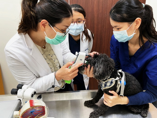 蔡筱蓓獸醫師指導實習學生如何幫家犬進行眼壓測量。